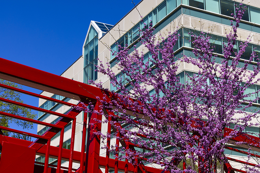 A red bridge in front of the Schurz Library building.